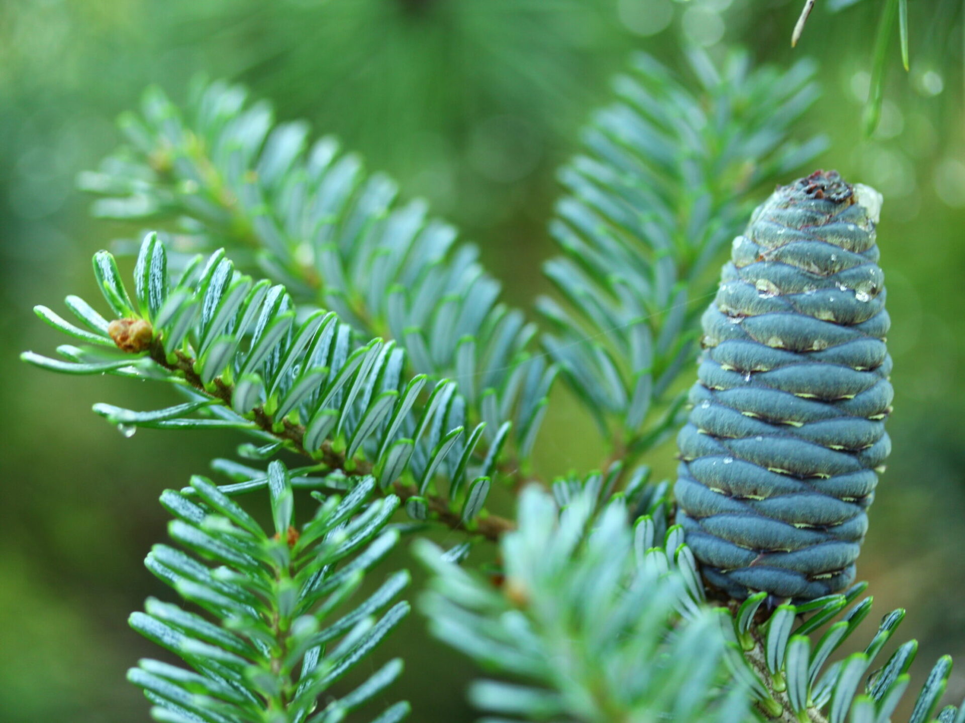 Abies koreana 